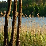 Przystanek *