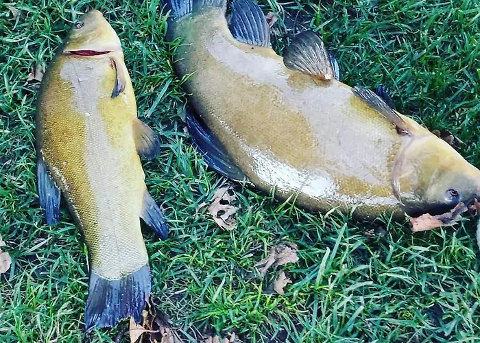 Przystanek Dom wakacyjny *